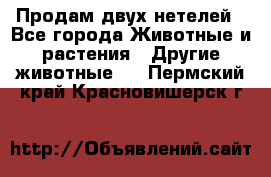 Продам двух нетелей - Все города Животные и растения » Другие животные   . Пермский край,Красновишерск г.